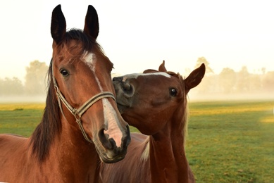 horses-3747374_960_720
