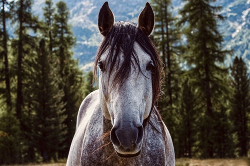horse-5836459_960_720